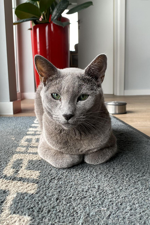 Portrait von Fussel der Bürokatze der uniVersa Versicherung Lohfelden